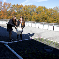 Library Roof Garden 2012